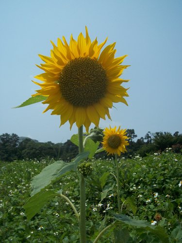 2014-04-17竹東河濱公園4