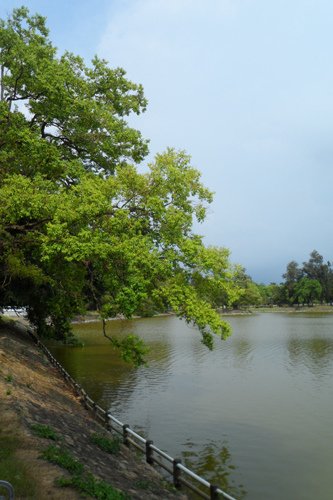 湖岸烏桕樹