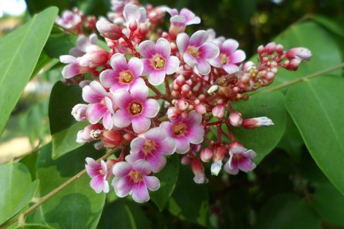小家碧玉楊桃花