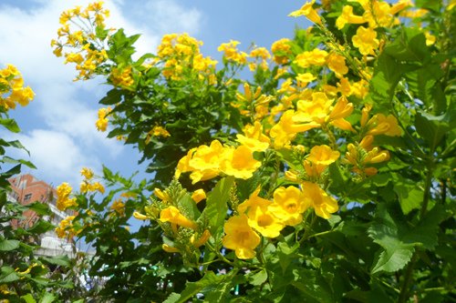 黃鐘花2