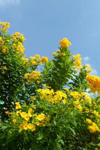 黃鐘花3