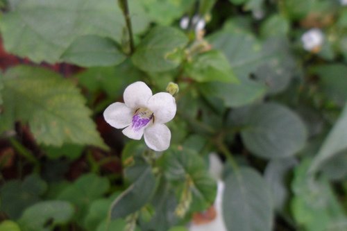 小花寬葉馬偕花