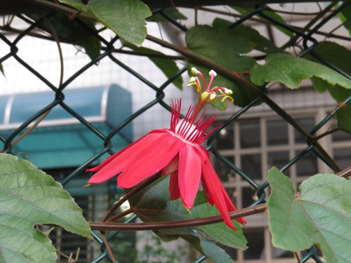 艷紅西番蓮1