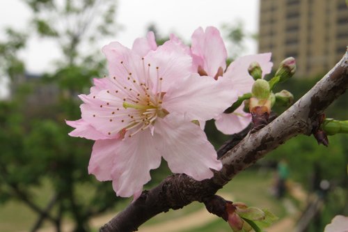 麗池公園大島櫻1