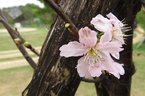 麗池公園大島櫻3