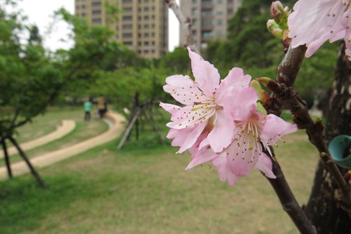 麗池公園大島櫻4