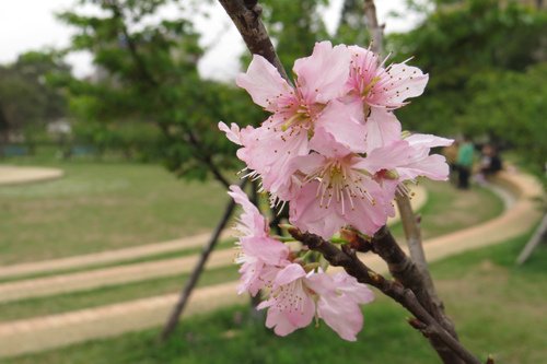 麗池公園大島櫻5