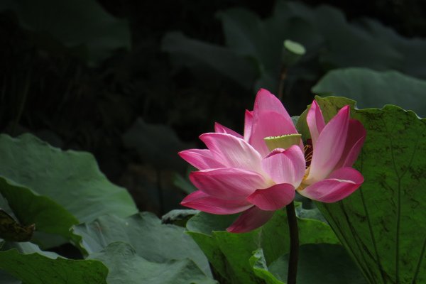 IMG_1861.JPG