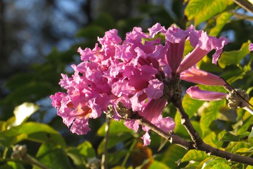 IMG_4948.JPG