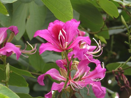 IMG_8255.JPG