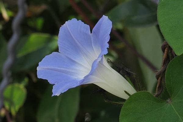 龍山國小水藍色牽牛花2