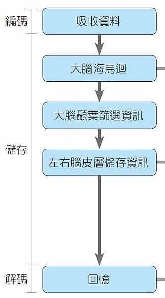 記憶的三個階段.JPG