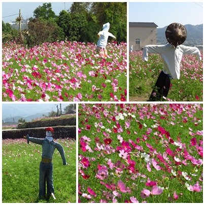 2013年 銅鑼杭菊展 (1).jpg