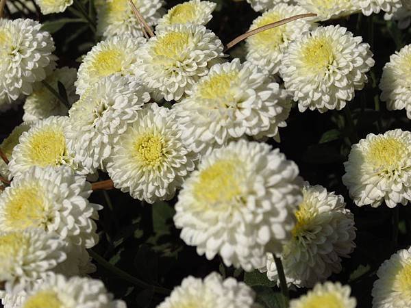 2013年 銅鑼杭菊展 (5).JPG