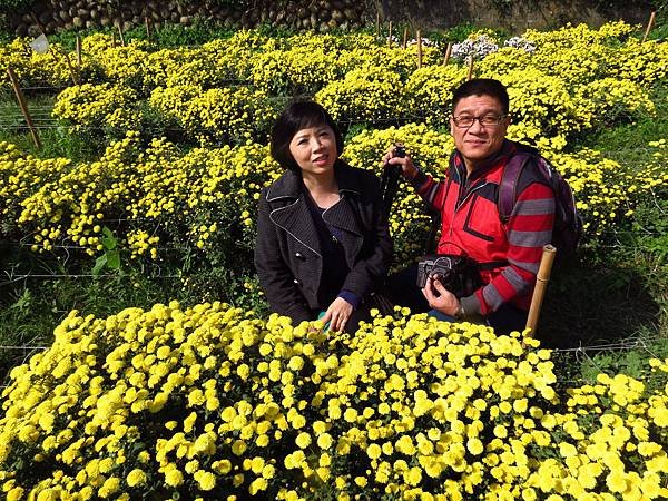 2013年 銅鑼杭菊展 (11).JPG