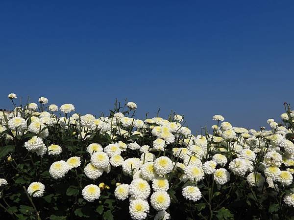 2013年 銅鑼杭菊展 (15).JPG