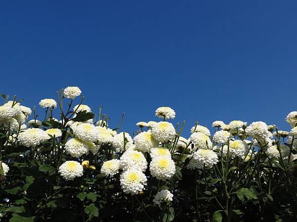 2013年 銅鑼杭菊展 (16).JPG