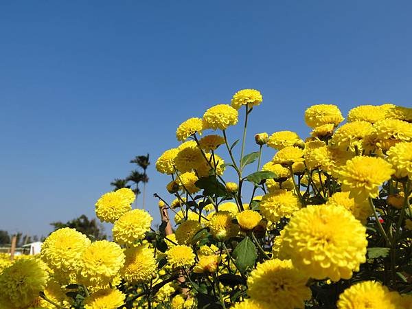 2013年 銅鑼杭菊展 (19).JPG