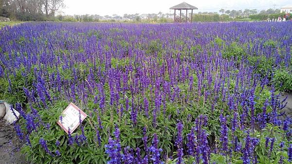 中社花市 后里一日遊 (2).jpg