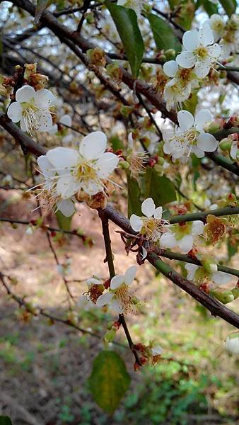 中社花市 后里一日遊 (3).jpg