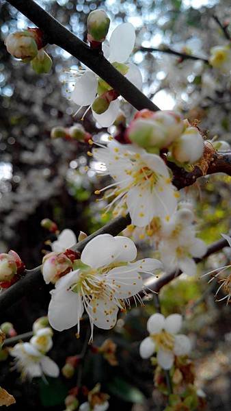 中社花市 后里一日遊 (4).jpg