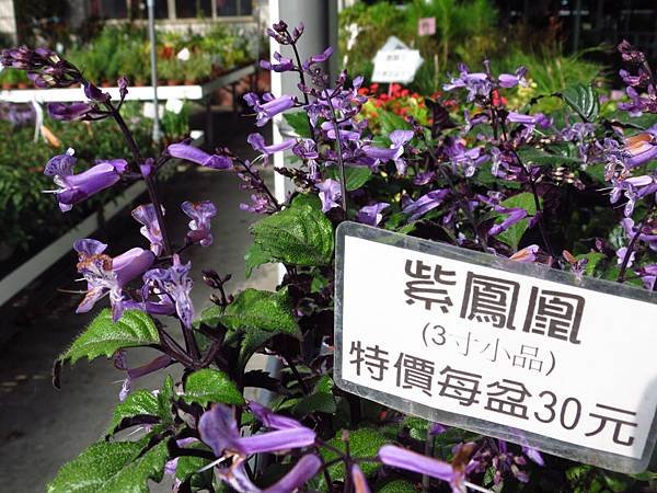 中社花市 后里一日遊 (6).JPG