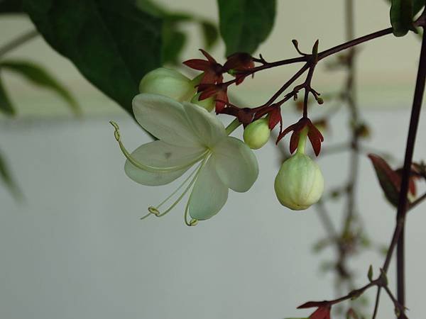 中社花市 后里一日遊 (7).JPG
