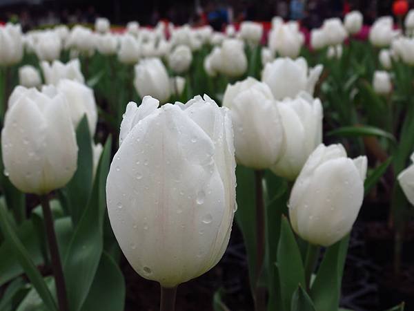 中社花市 后里一日遊 (13).JPG