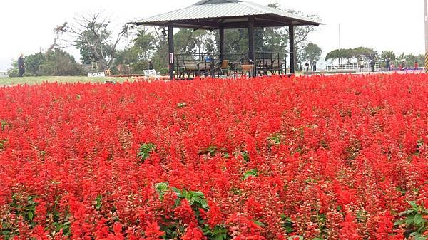 中社花市 后里一日遊 (25).JPG