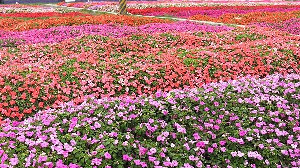 中社花市 后里一日遊 (26).JPG