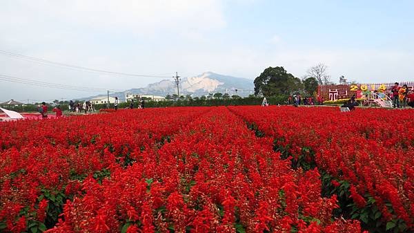 中社花市 后里一日遊 (32).JPG