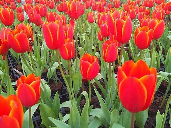 中社花市 后里一日遊 (37).jpg