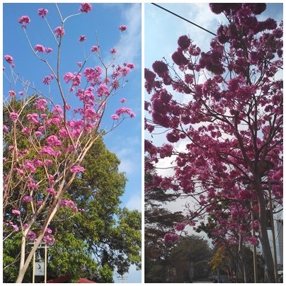 中社花市 后里一日遊 (47).jpg