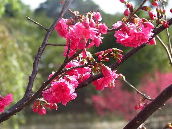 初三走春 龍潭南天宮 (6).JPG