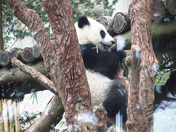 Taipei ZOO (4).JPG