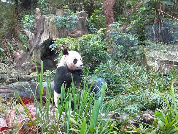 Taipei ZOO (6).JPG