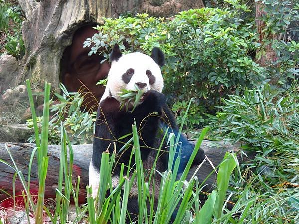 Taipei ZOO (7).JPG