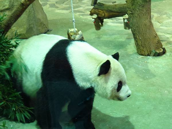 Taipei ZOO (9).JPG