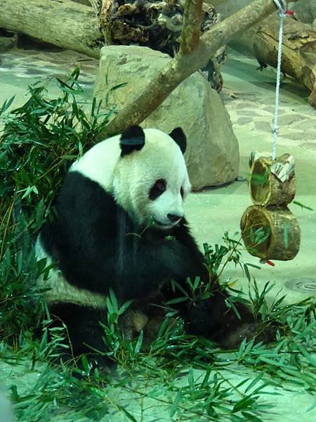 Taipei ZOO (10).JPG