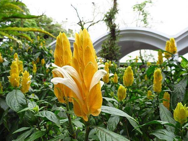 Taipei ZOO (13).JPG