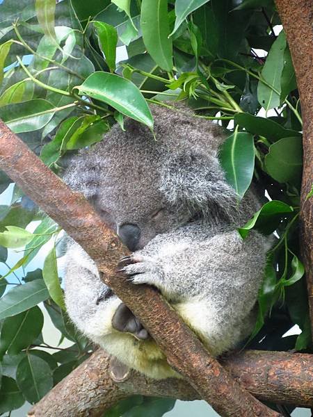Taipei ZOO (17).JPG