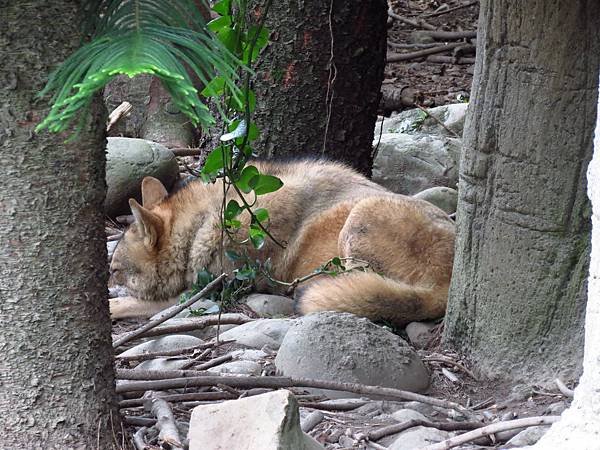 Taipei ZOO (28).JPG