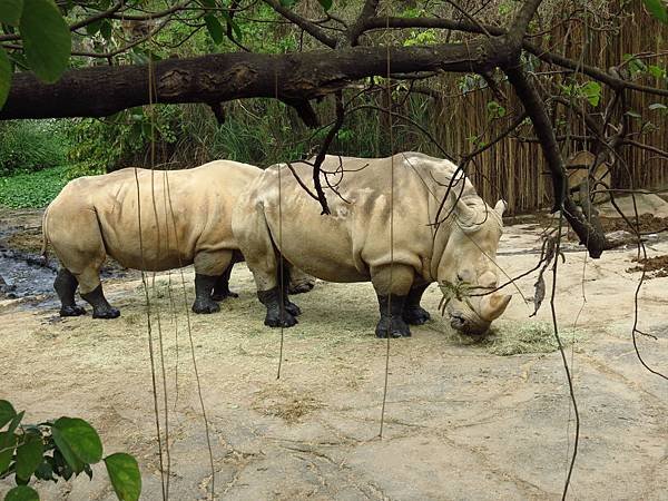 Taipei ZOO (33).JPG