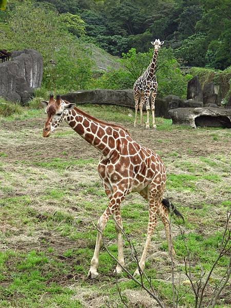 Taipei ZOO (35).JPG