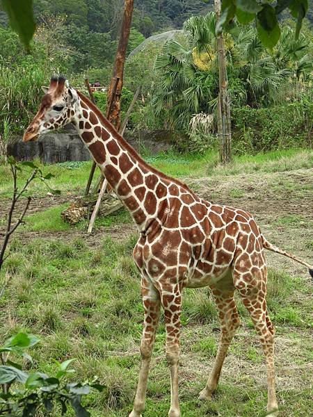 Taipei ZOO (37).JPG