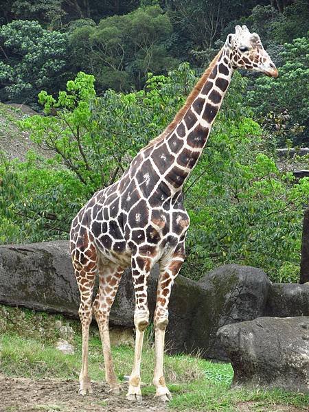 Taipei ZOO (38).JPG