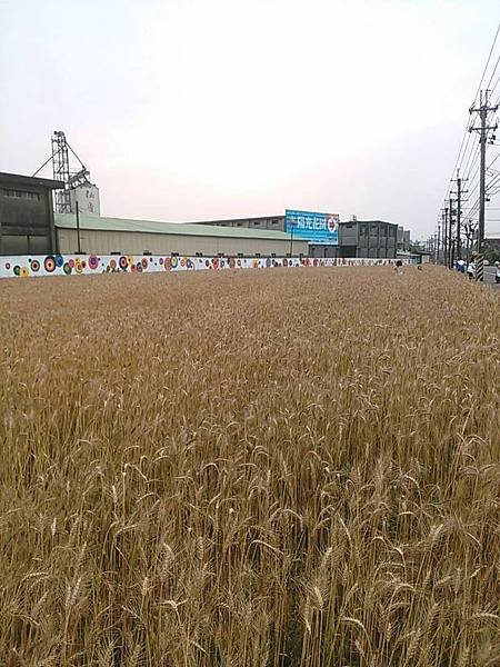 桃園平鎮之小麥田 (3).jpg