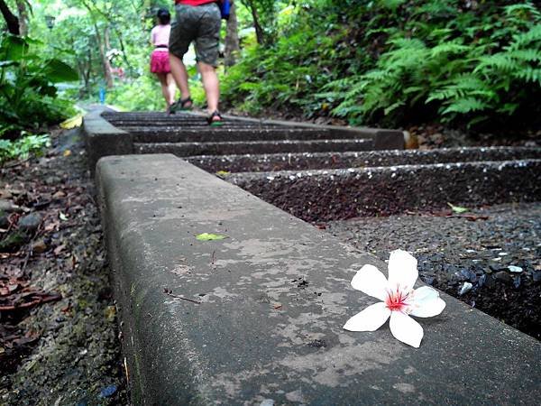 虎頭山公園爬山賞花 (5).jpg