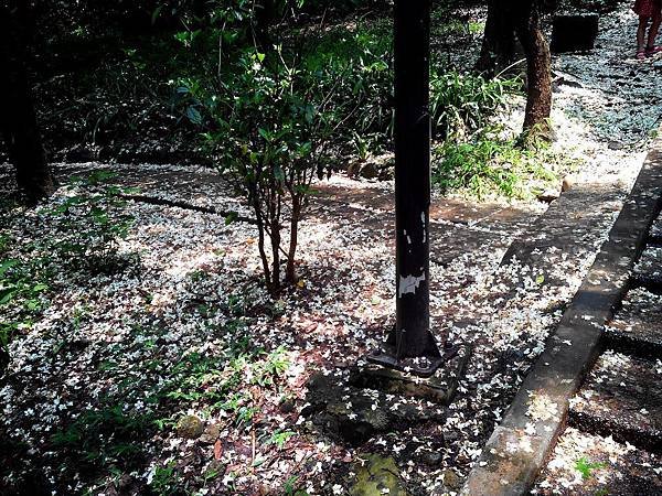 虎頭山公園爬山賞花 (6).jpg