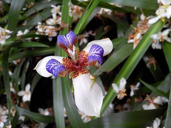 虎頭山公園爬山賞花 (9).jpg